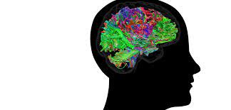 Cerveau pour représenter la démence