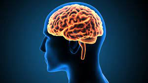 Cerveau et audition : Bien entendre préserve notre cerveau !
