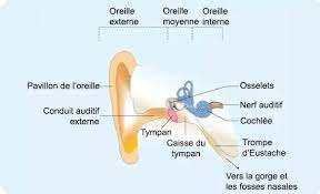 Schéma de l'oreille : Externe, moyenne et interne